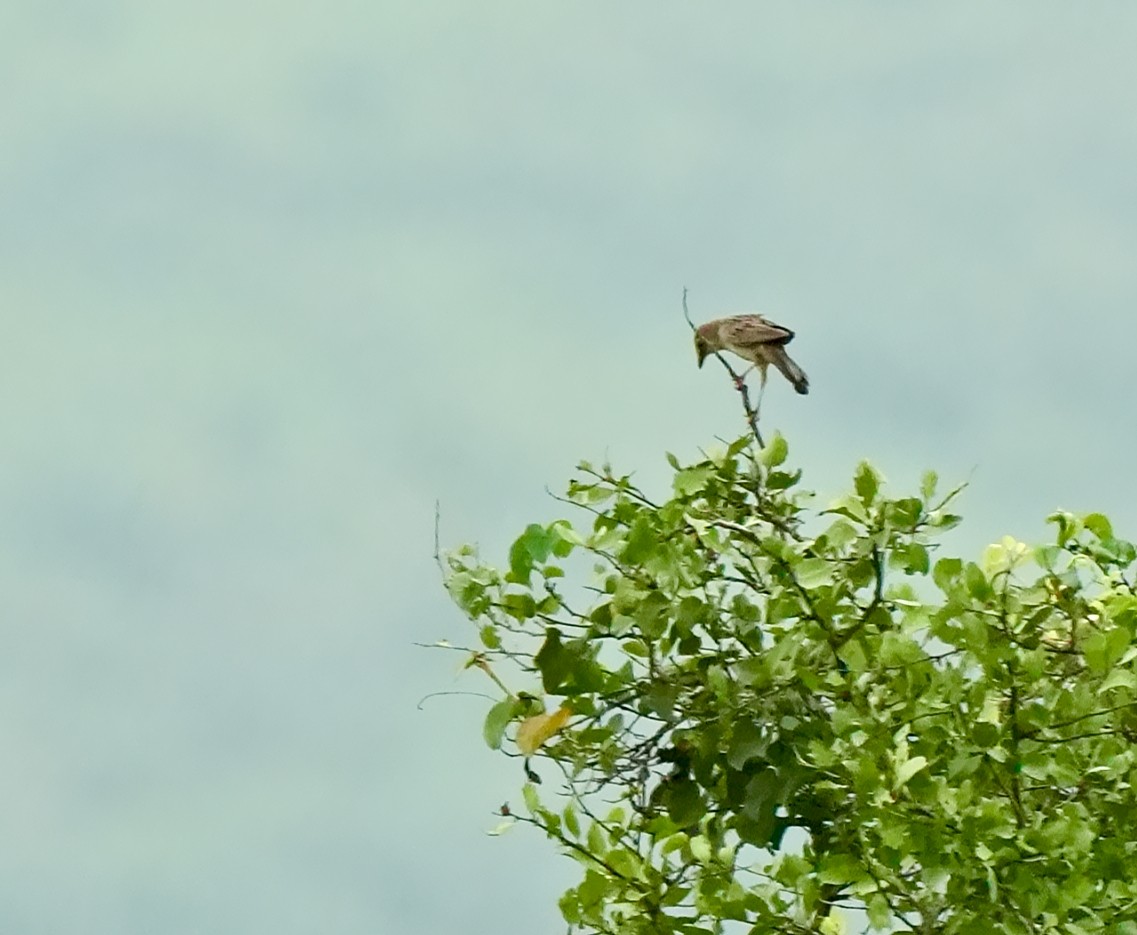 Bristled Grassbird - ML642851437