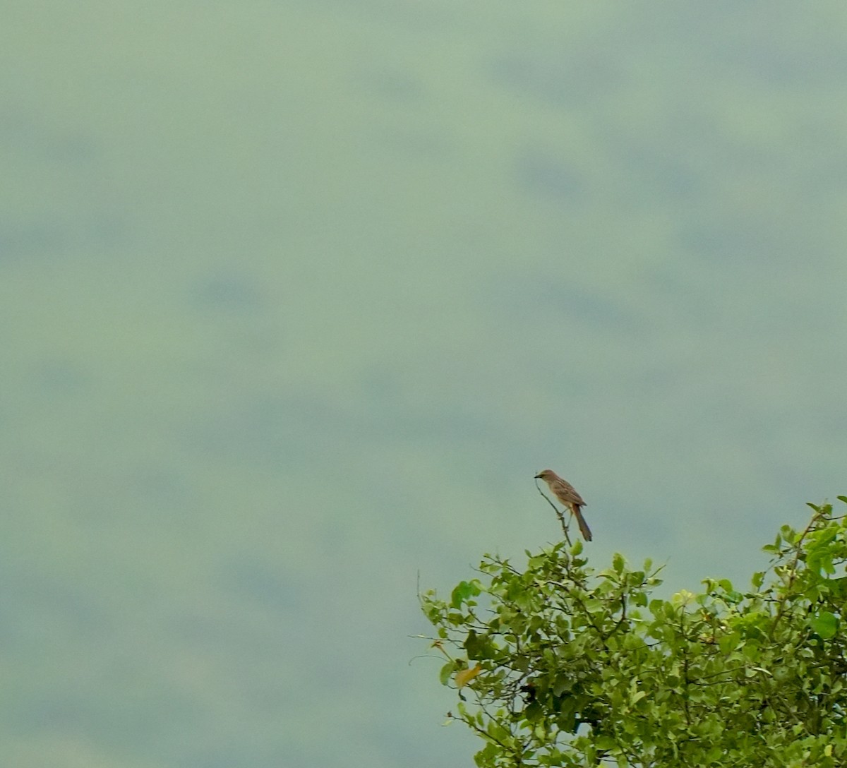 Bristled Grassbird - ML642851438