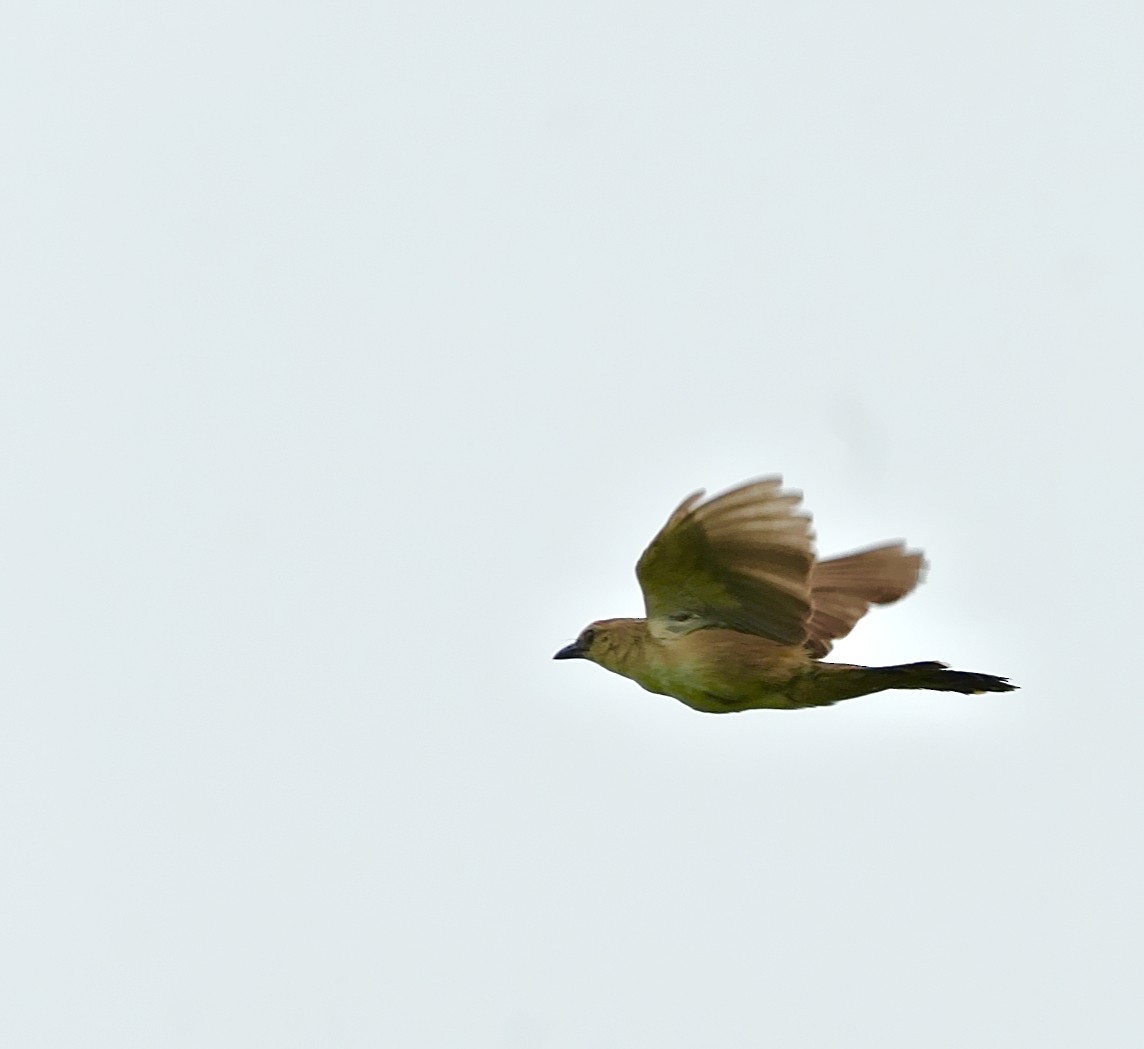 Bristled Grassbird - ML642851439