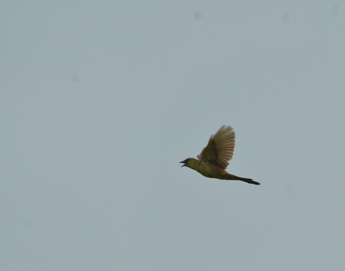 Bristled Grassbird - ML642851440