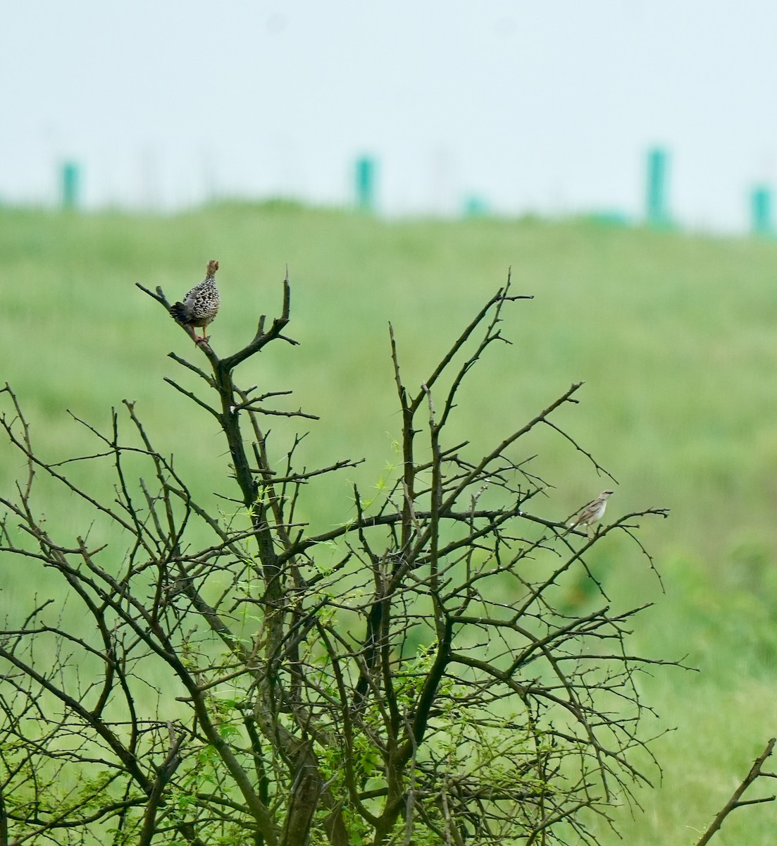 Bristled Grassbird - ML642851441