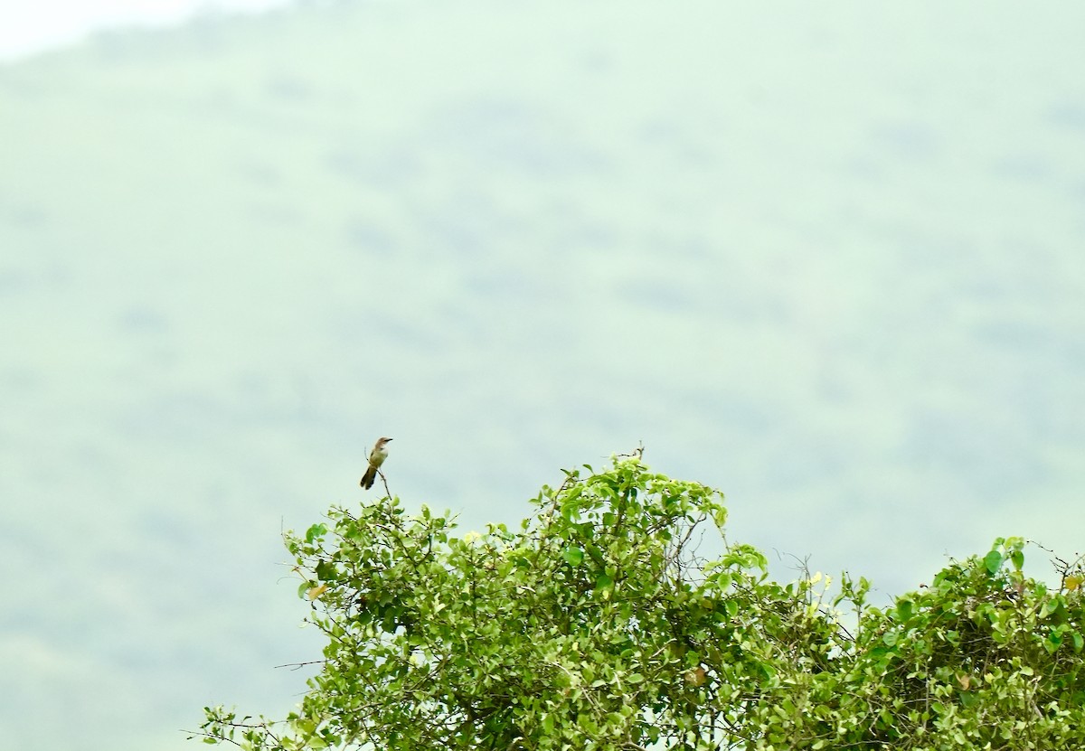 Bristled Grassbird - ML642851442