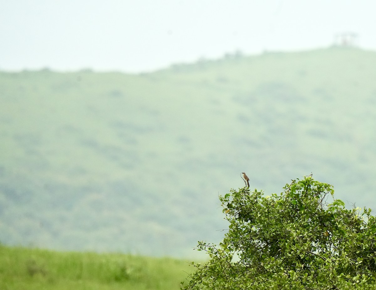 Bristled Grassbird - ML642851443