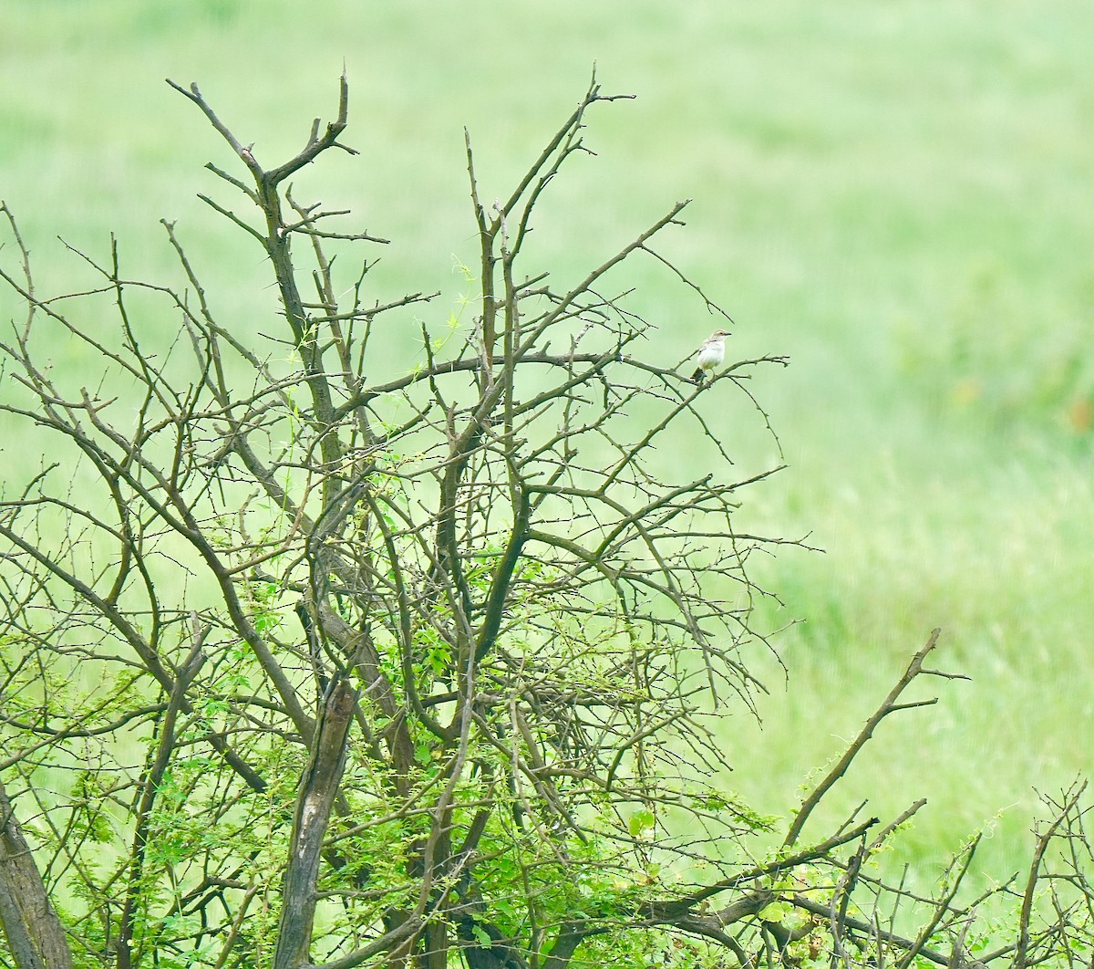 Bristled Grassbird - ML642851444