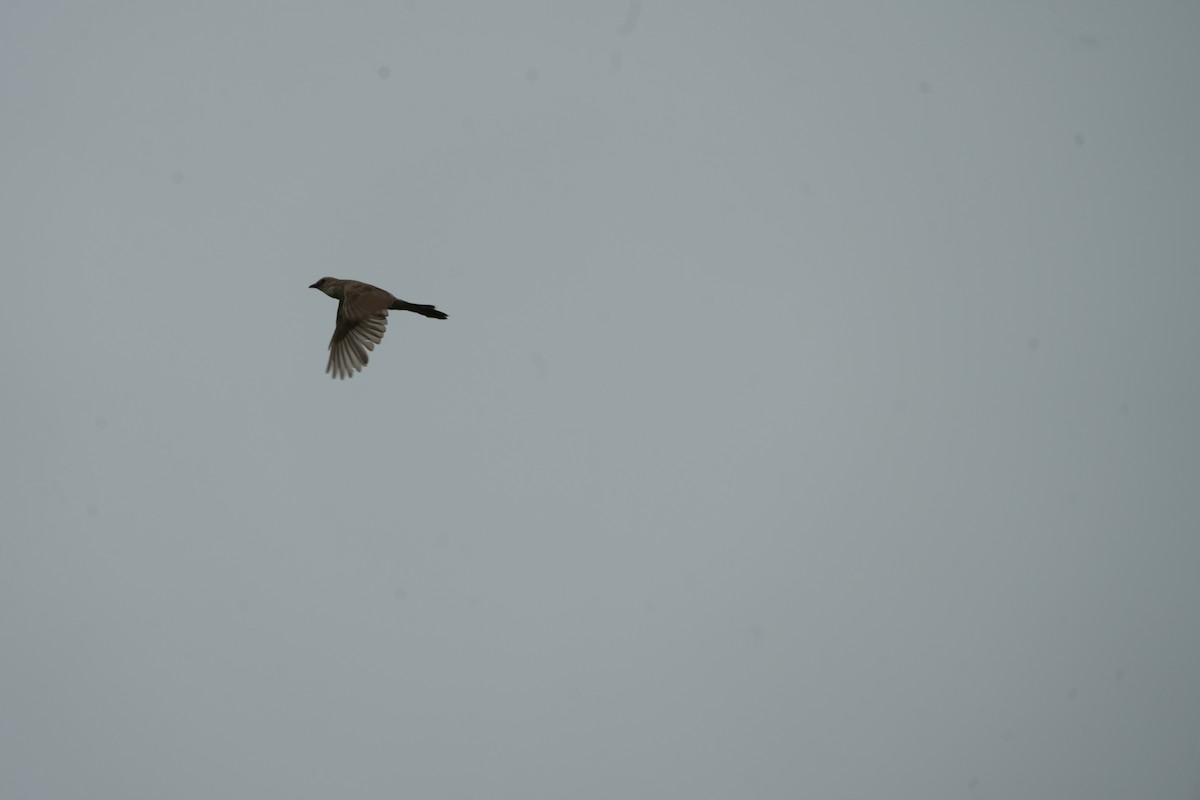 Bristled Grassbird - ML642851445