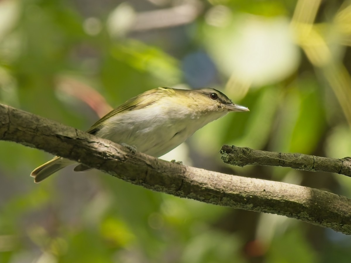 Kızıl Gözlü Vireo - ML642851455