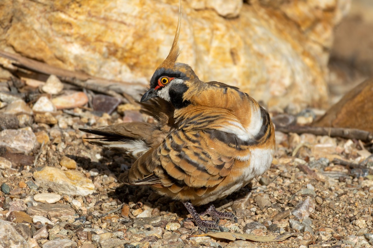 Spinifex Pigeon - ML642851481