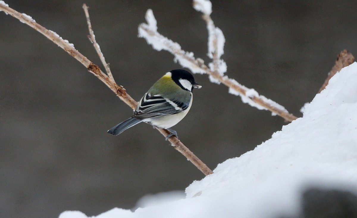 Asian Tit (Japanese) - ML642851487