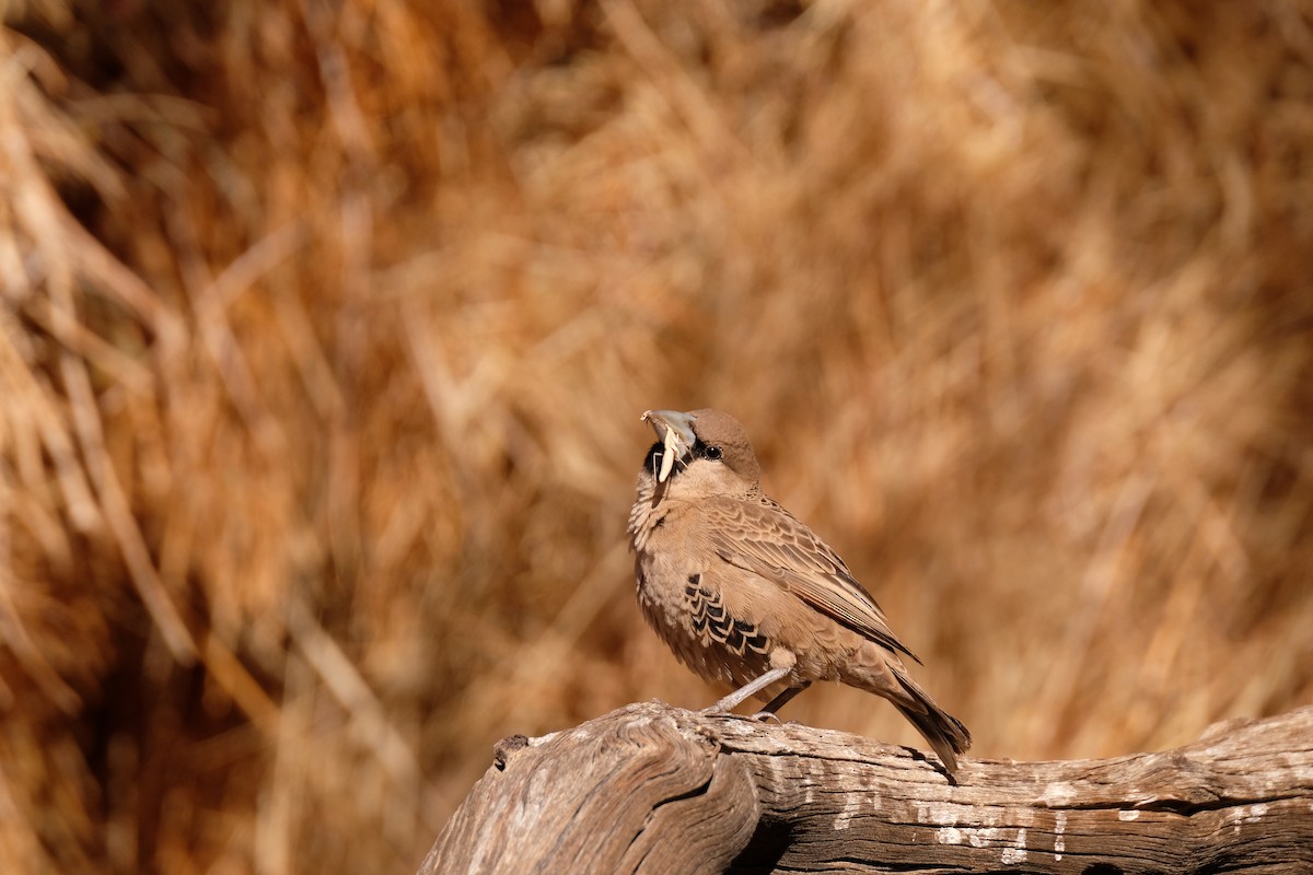 Sociable Weaver - ML642851501