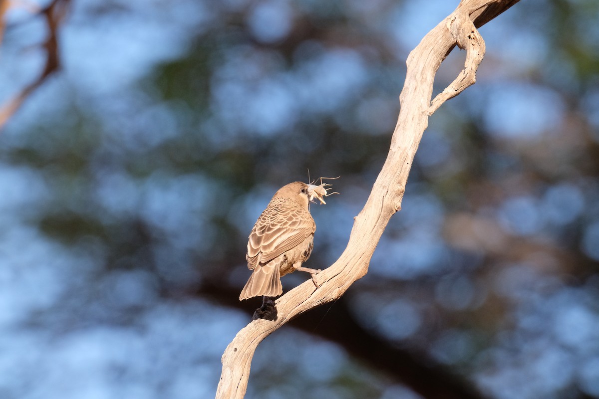 Sociable Weaver - ML642851502