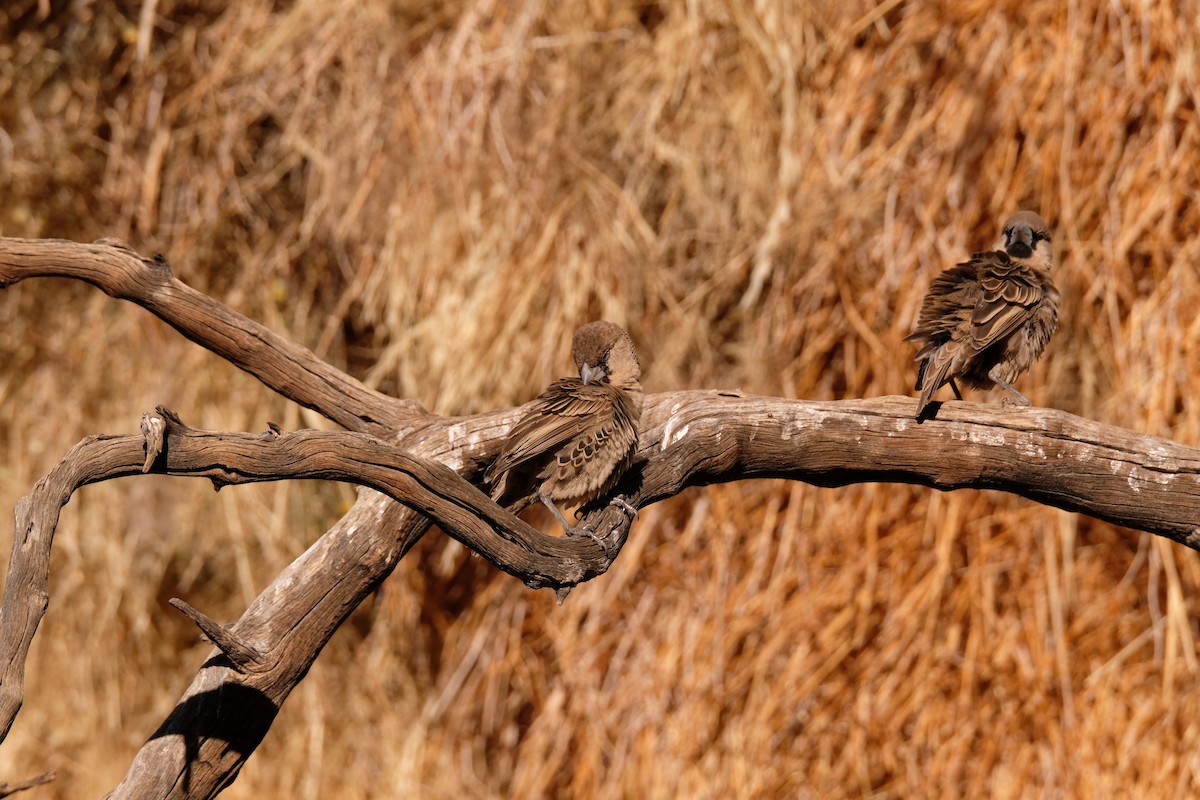 Sociable Weaver - ML642851503