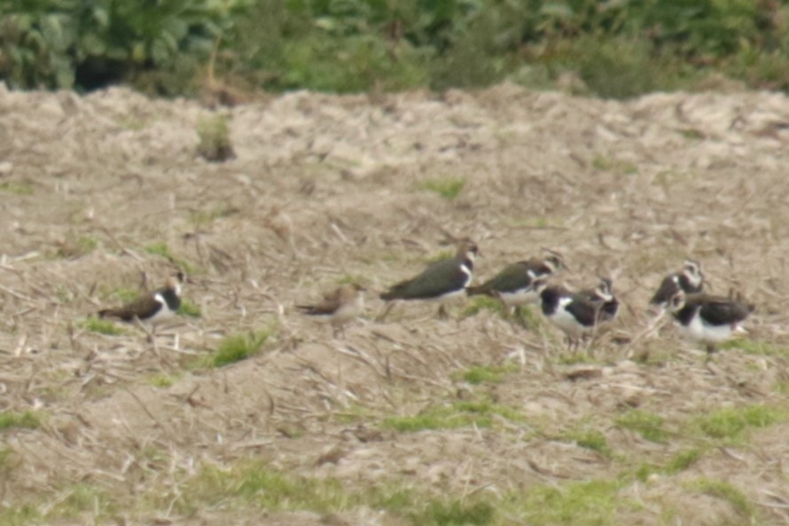 Black-winged Pratincole - ML642851504
