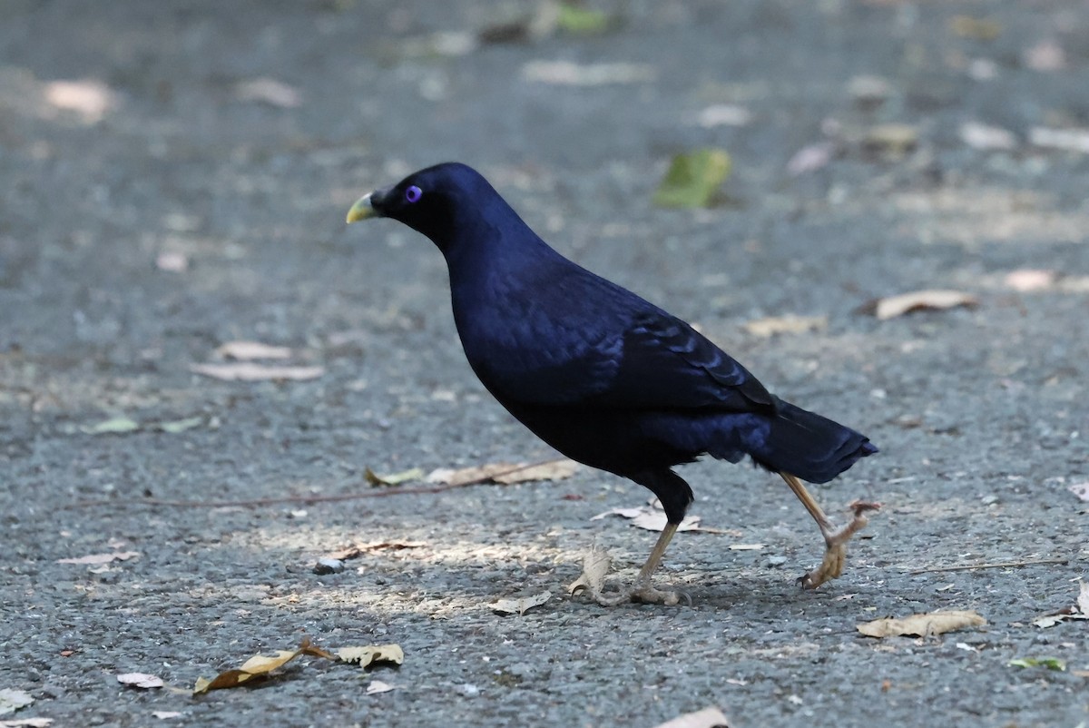Satin Bowerbird - ML642851509
