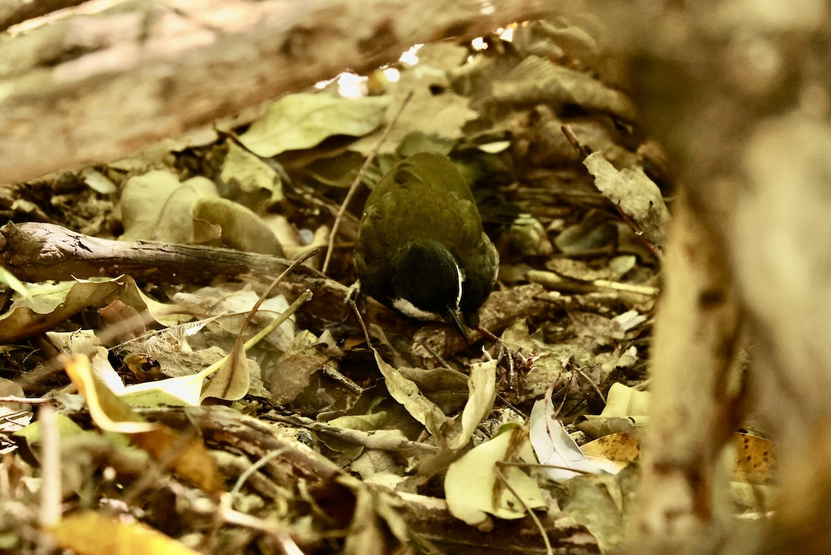 Eastern Whipbird - ML642851516