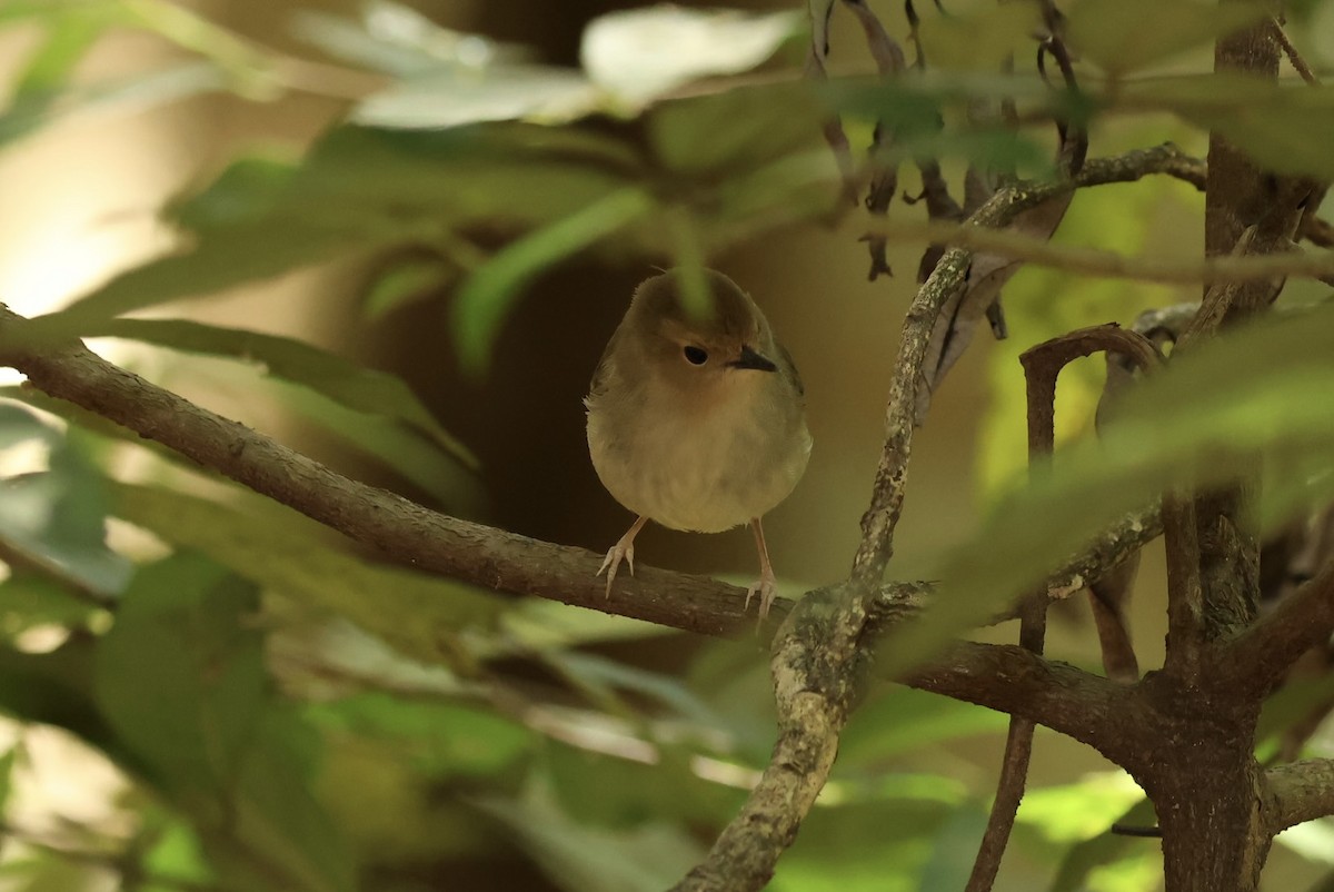 Large-billed Scrubwren - ML642851517