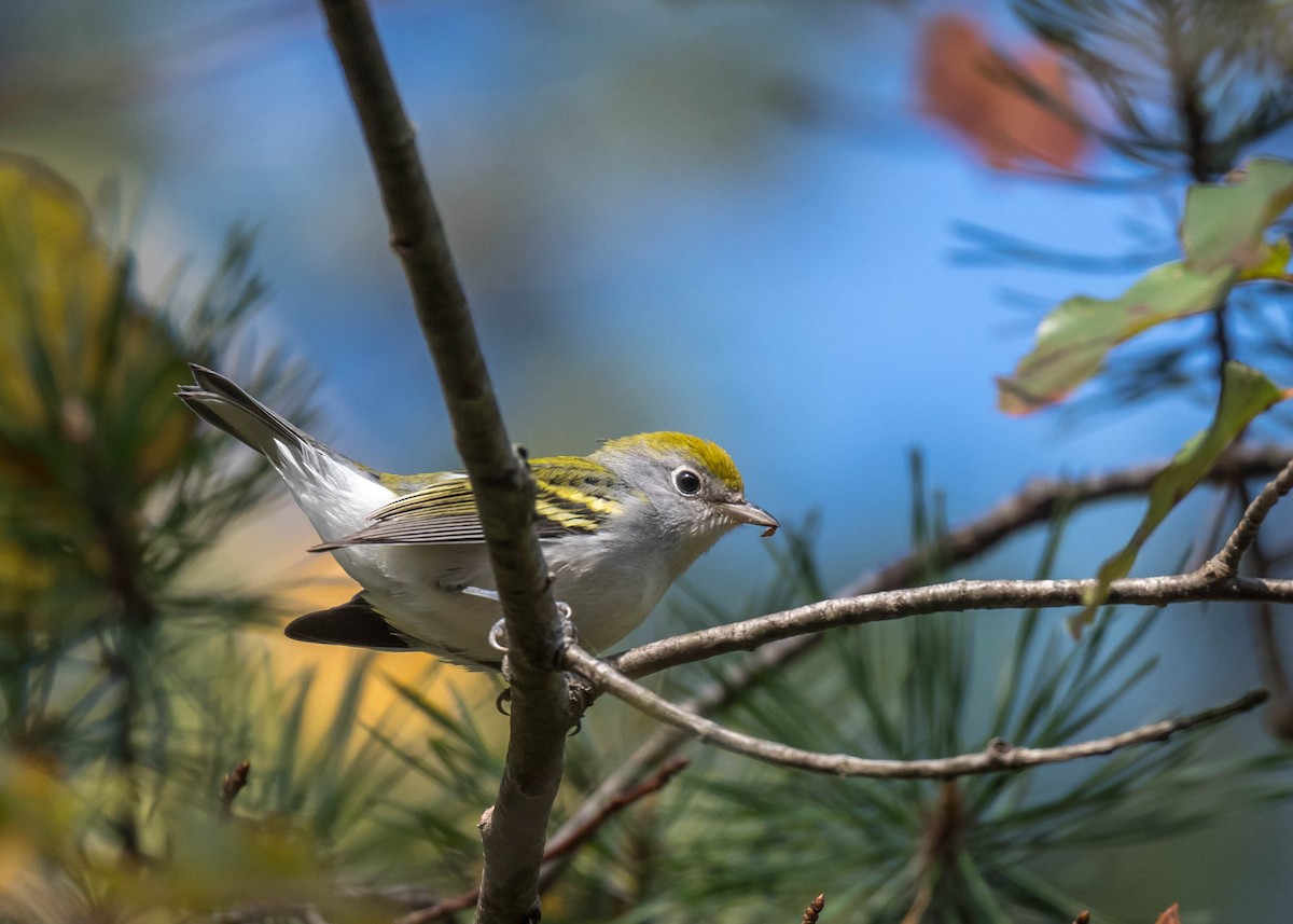 Chestnut-sided Warbler - ML642851526