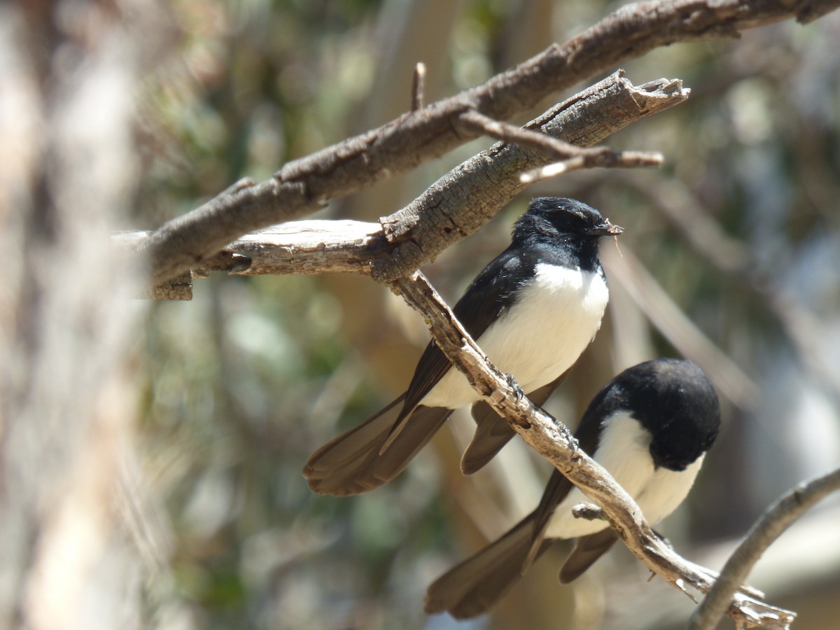 Willie-wagtail - ML642851543