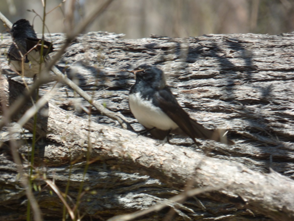 Willie-wagtail - ML642851545