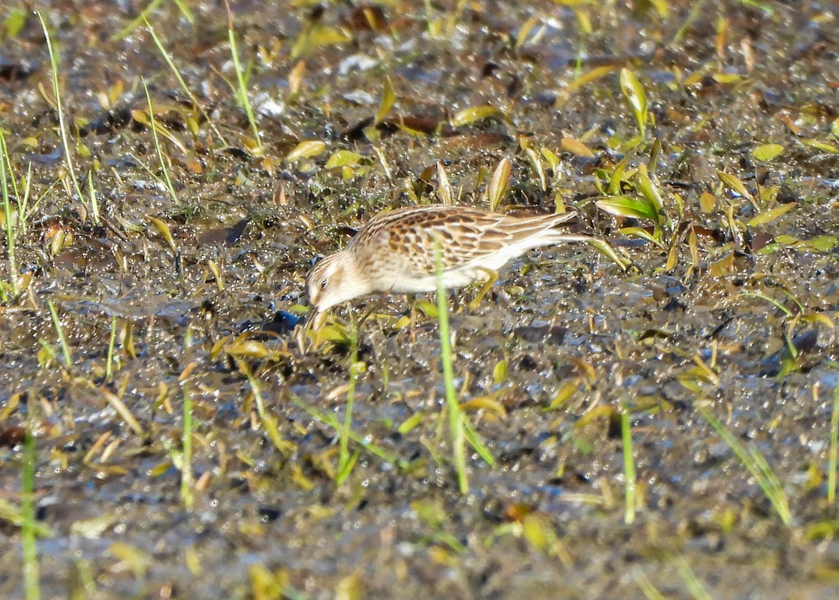 jespák drobný - ML642851561