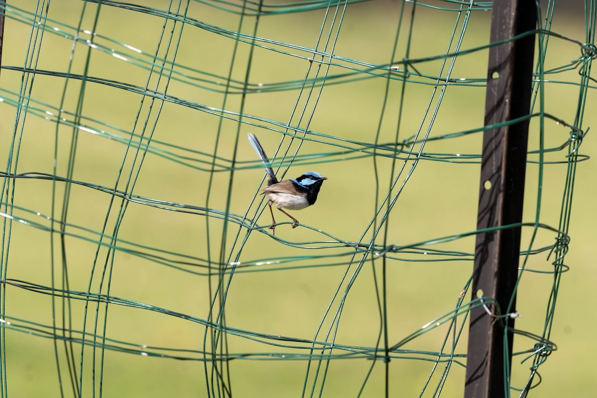 Superb Fairywren - ML642851566