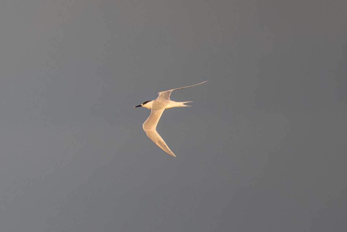 Sandwich Tern - ML642851580