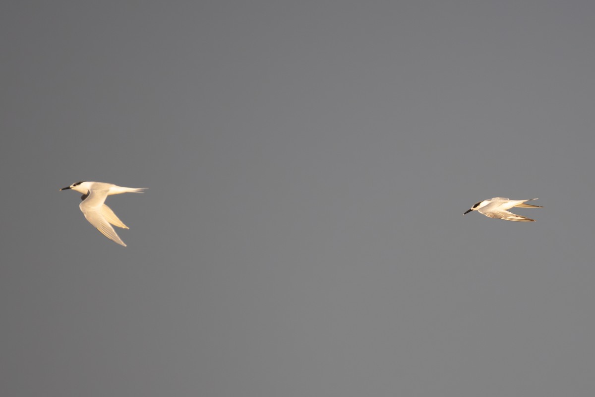 Sandwich Tern - ML642851581