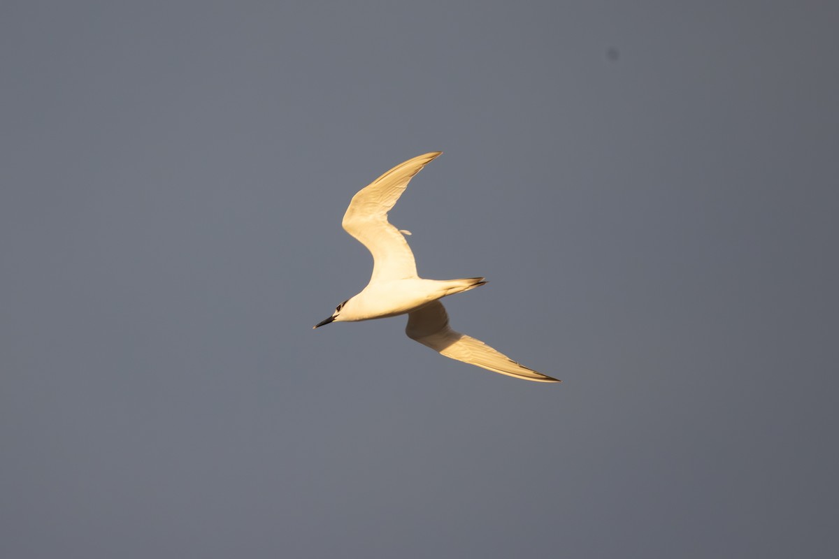 Sandwich Tern - ML642851582