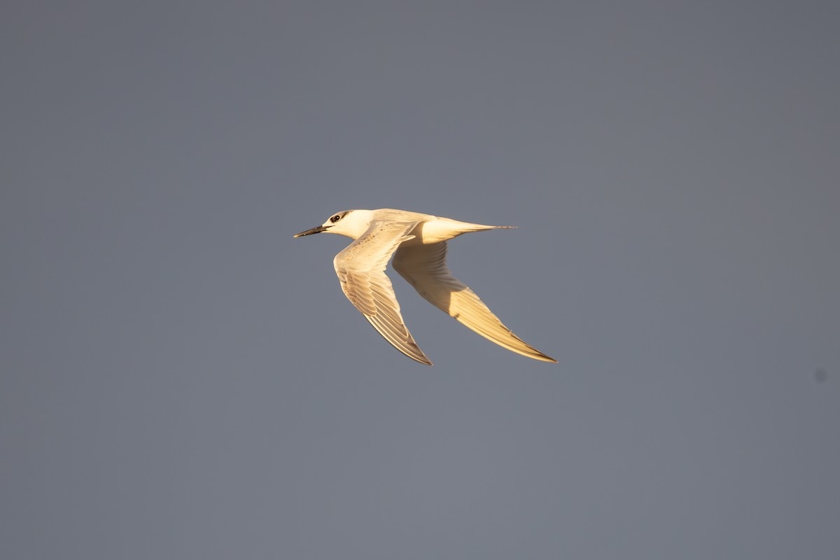 Sandwich Tern - ML642851583