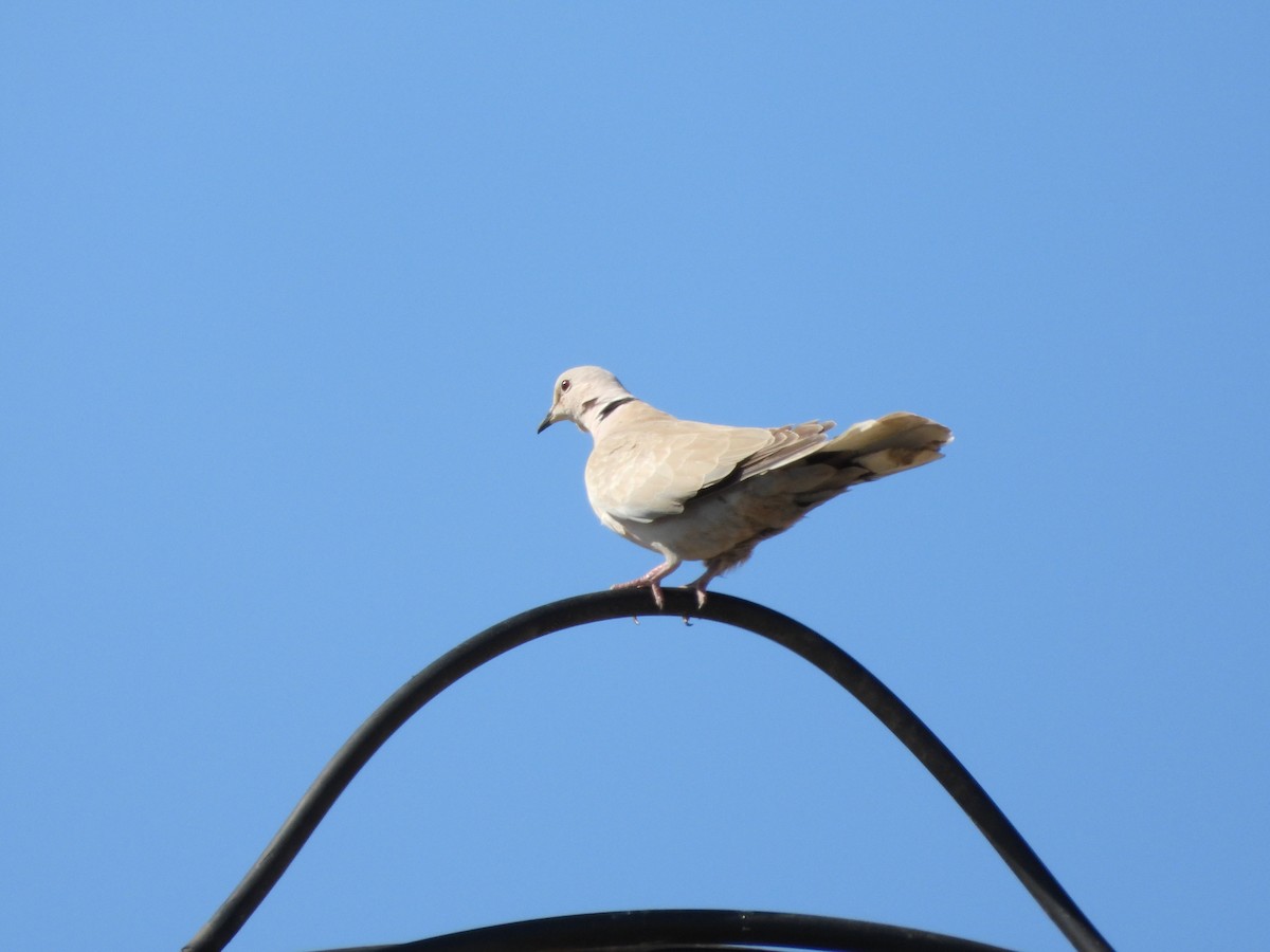 Eurasian Collared-Dove - ML642851590