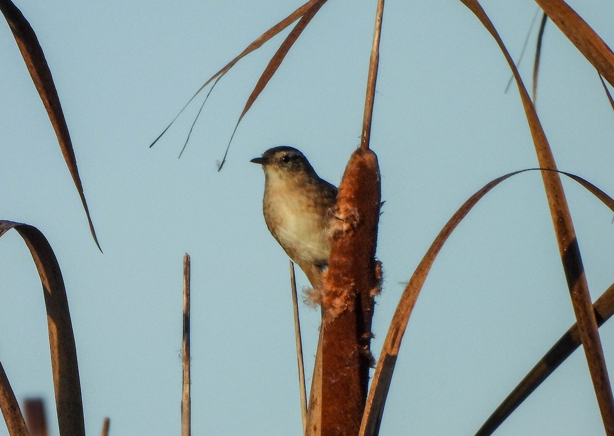 Marsh Wren - ML642851592