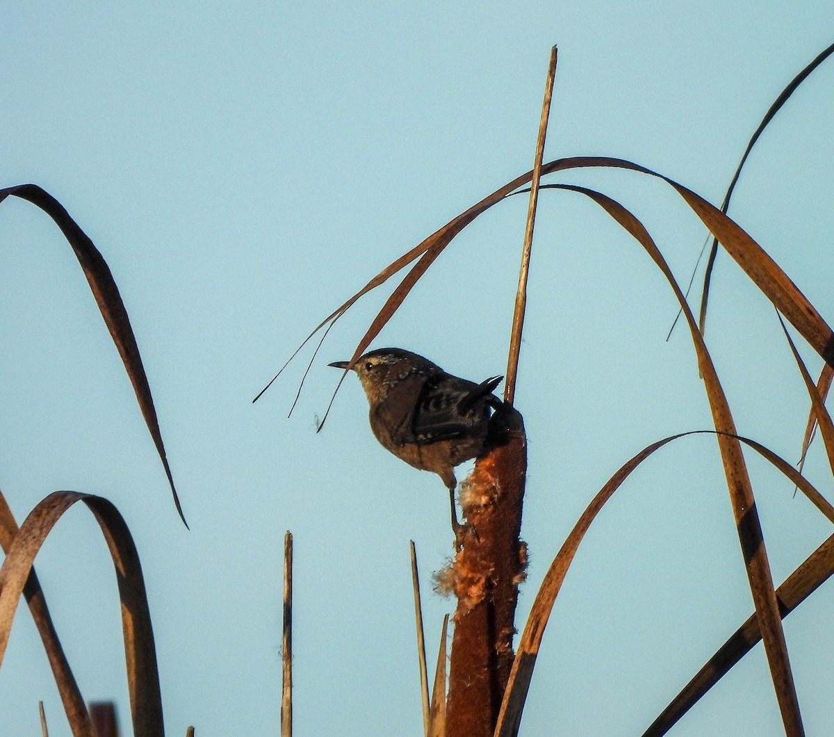 Marsh Wren - ML642851593