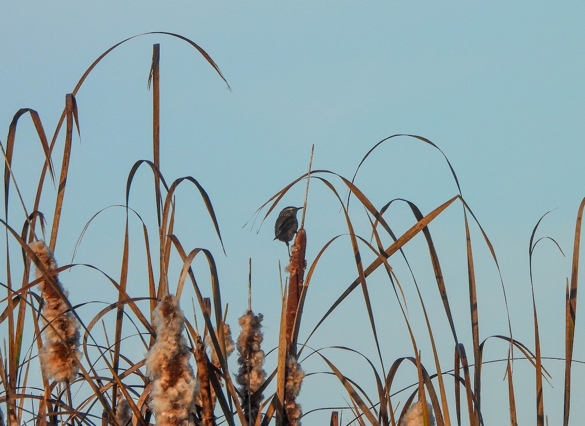 Marsh Wren - ML642851594
