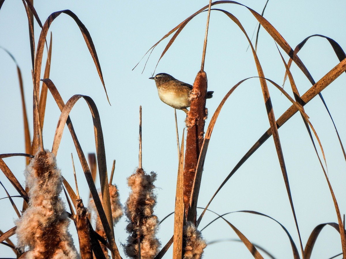 Marsh Wren - ML642851595