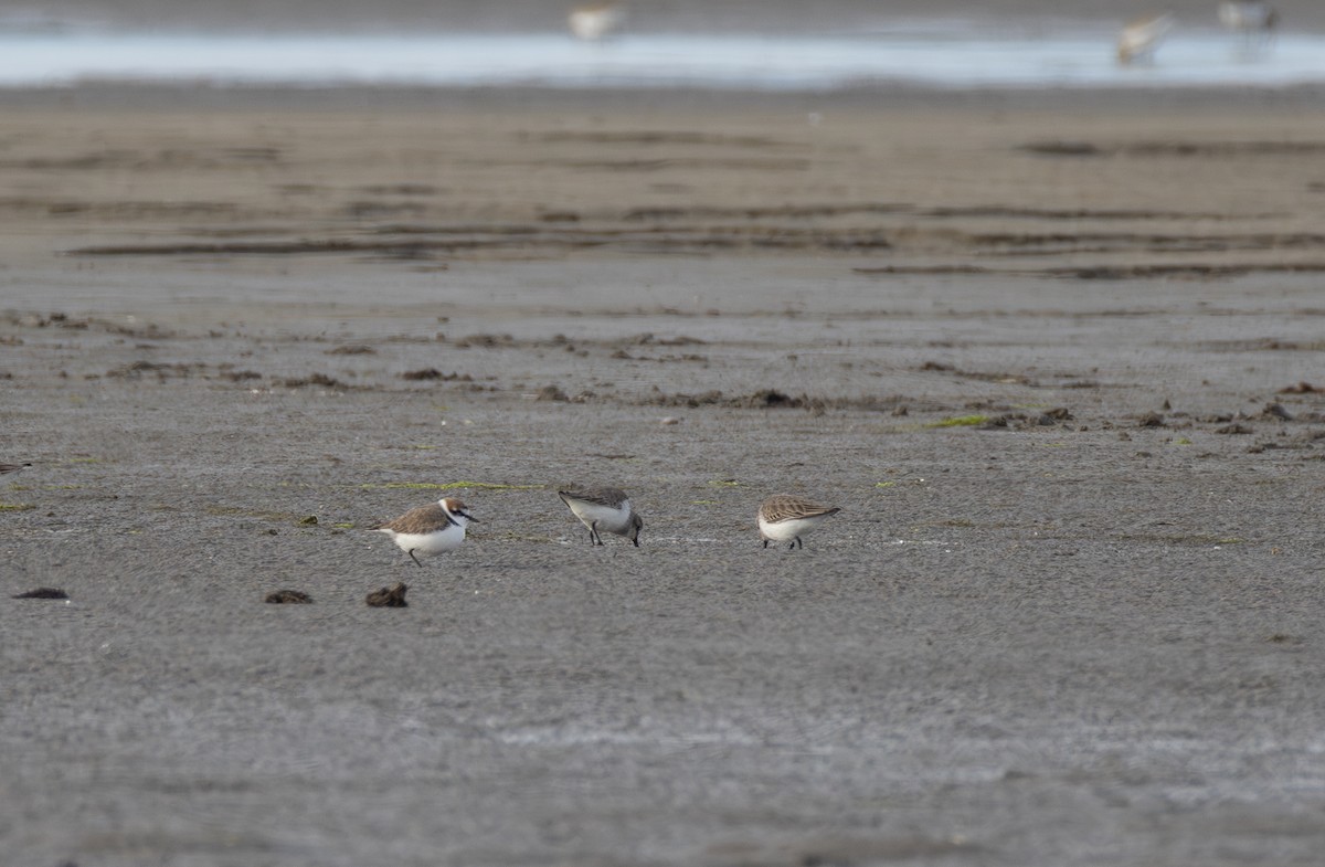 Kentish Plover - ML642851596
