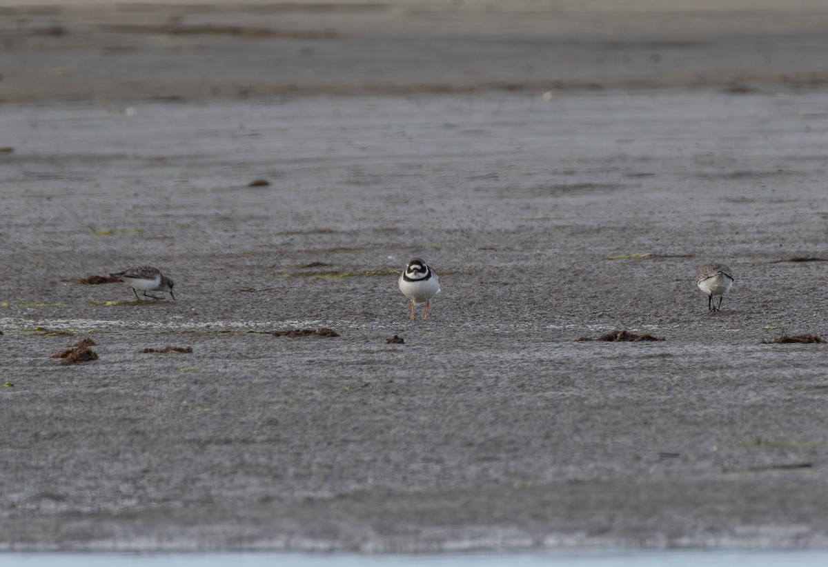 Common Ringed Plover - ML642851597