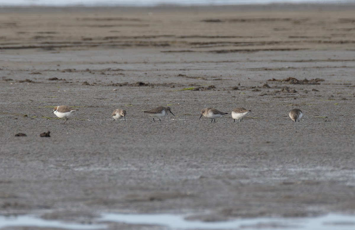Dunlin - ML642851598