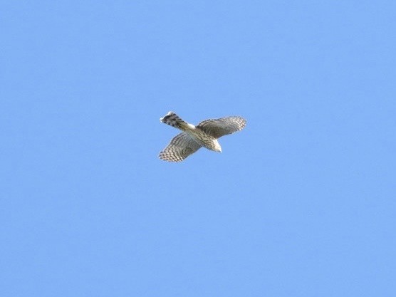 Sharp-shinned Hawk - ML642851600