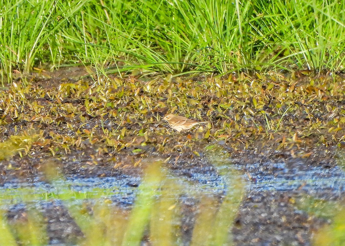 American Pipit - ML642851601