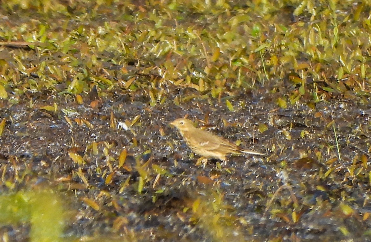 American Pipit - ML642851602