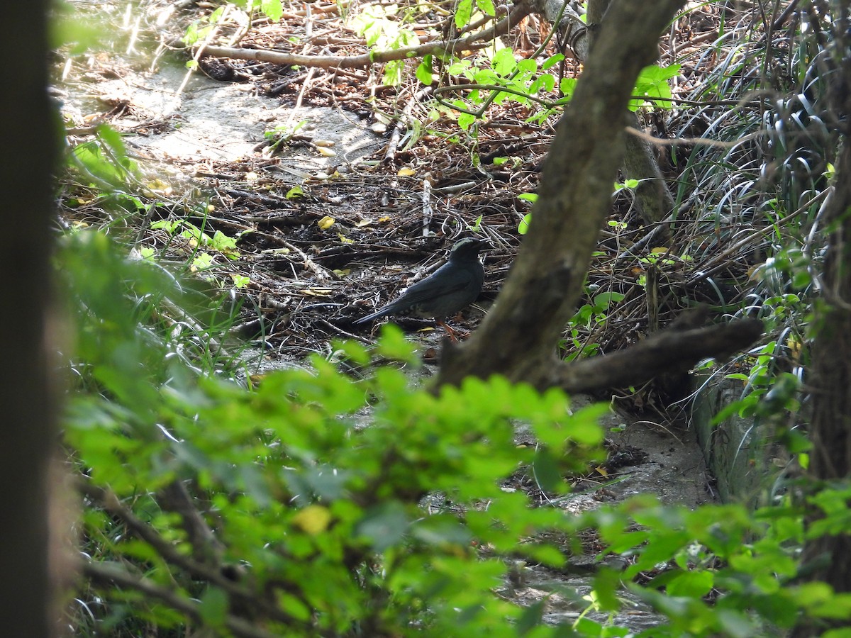 Siberian Thrush - ML642851603