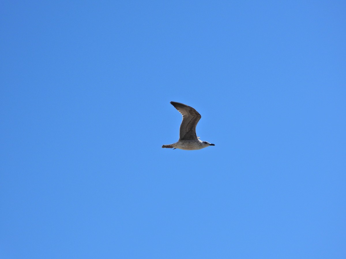 Yellow-legged Gull - ML642851604