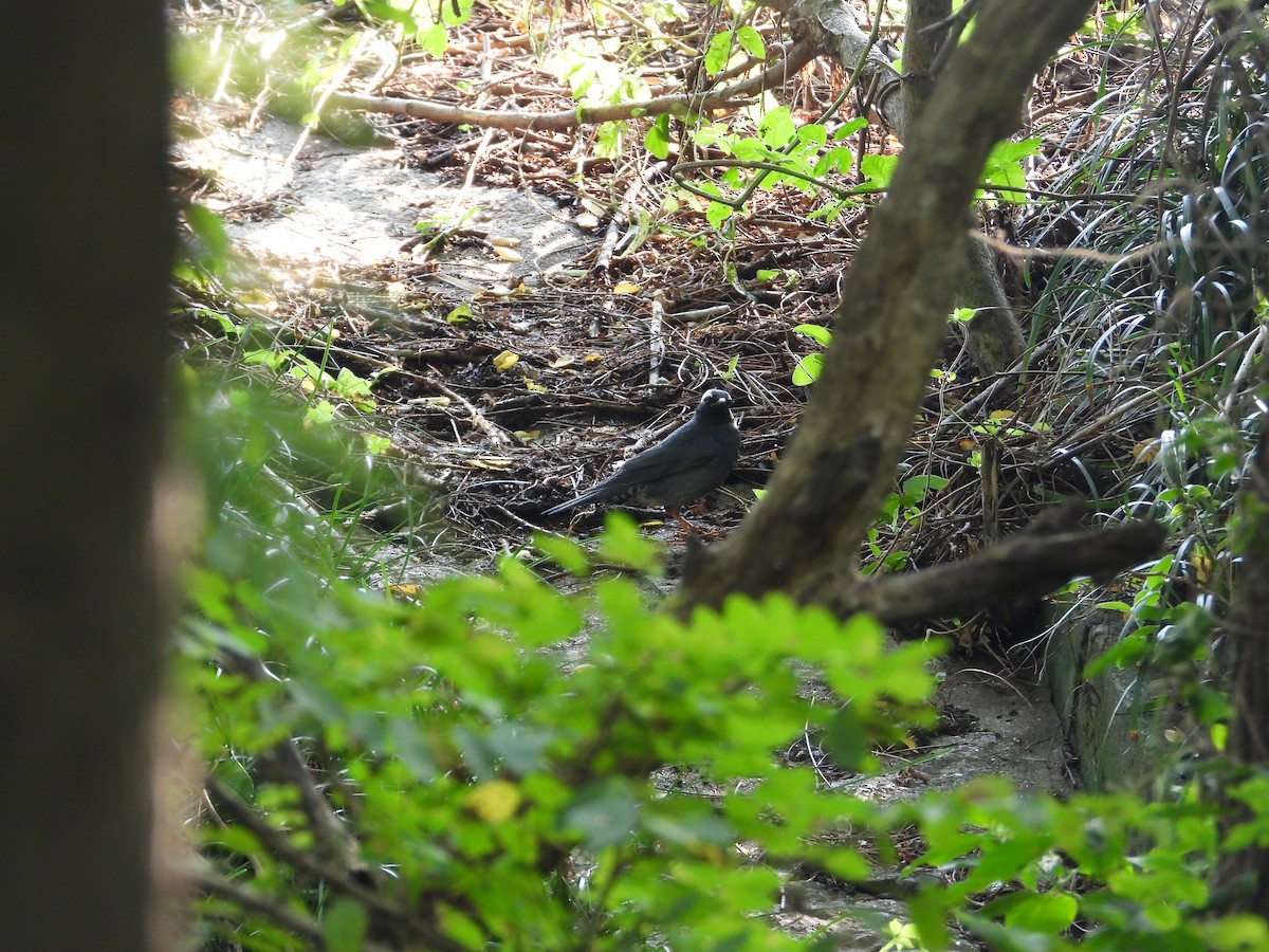 Siberian Thrush - ML642851606