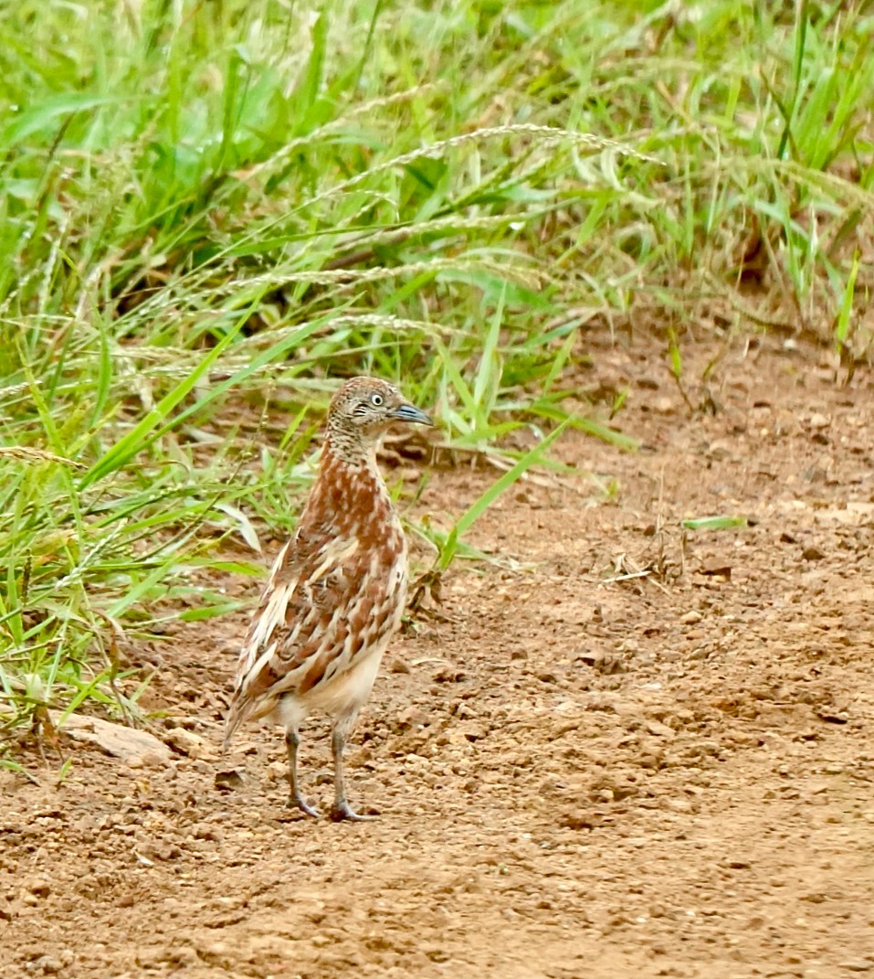 springvaktel - ML642851608