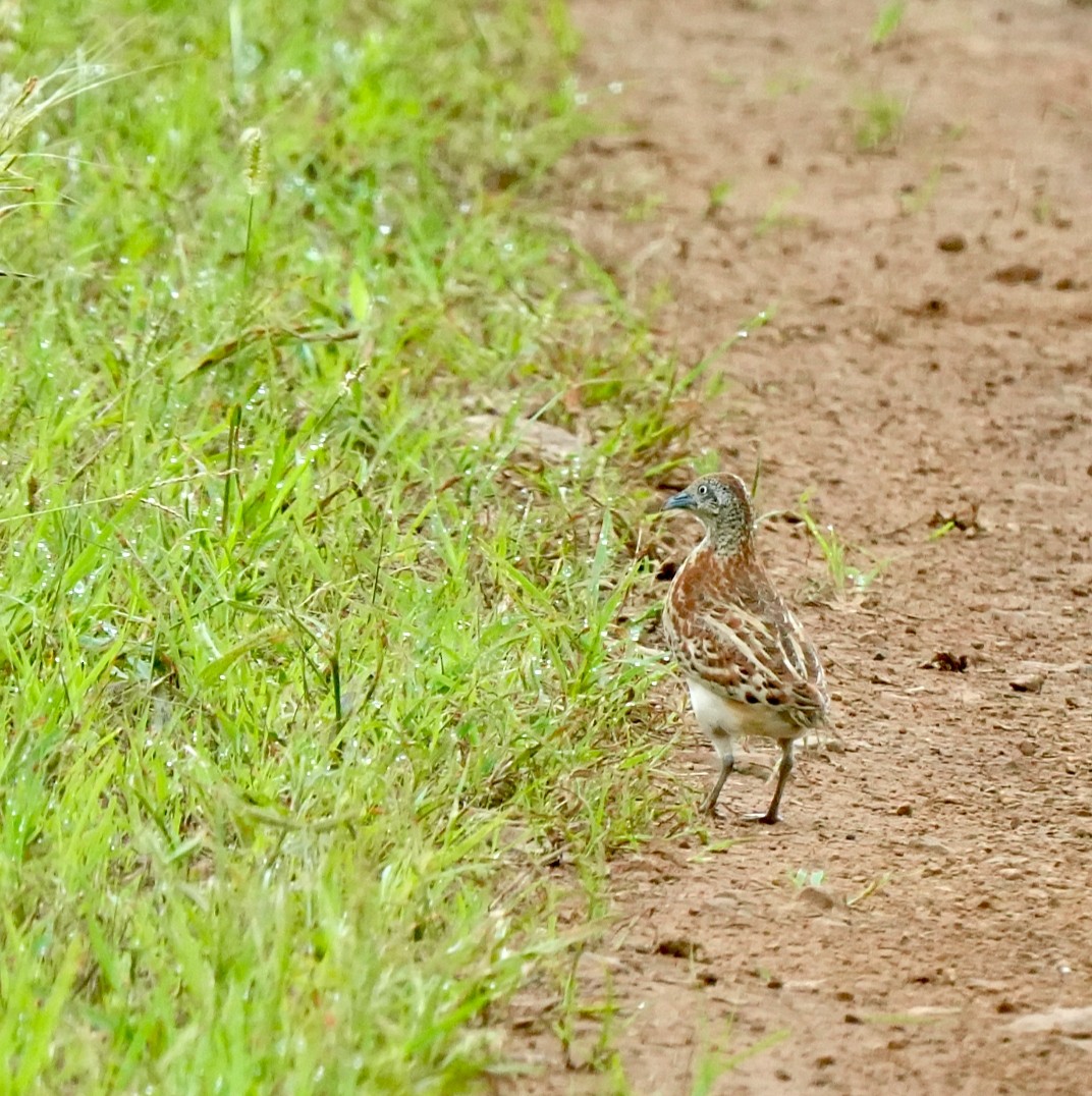 springvaktel - ML642851609