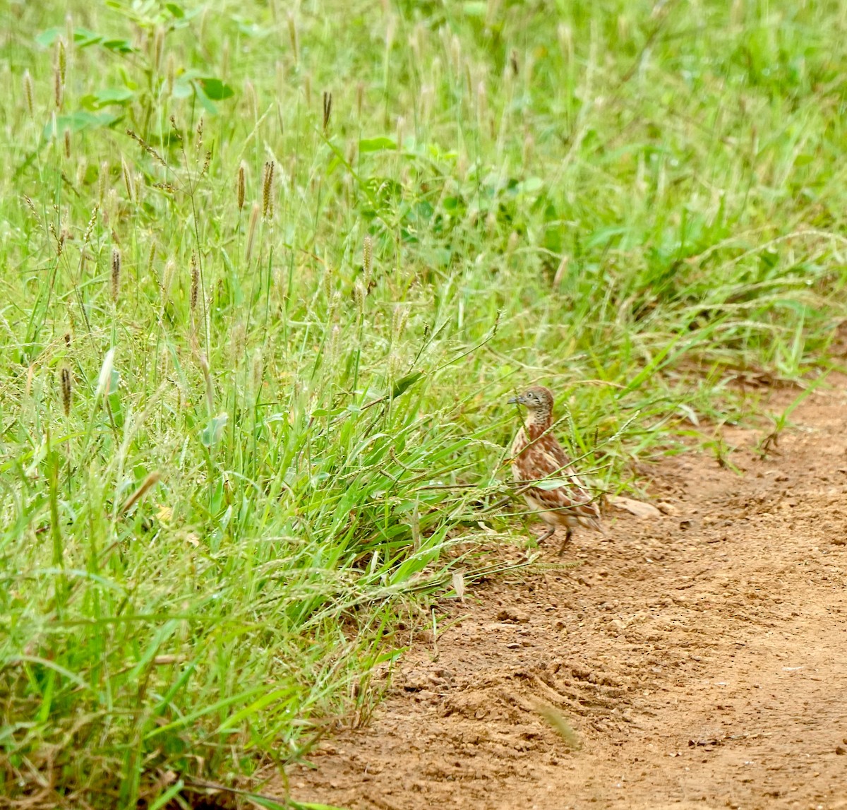 springvaktel - ML642851610