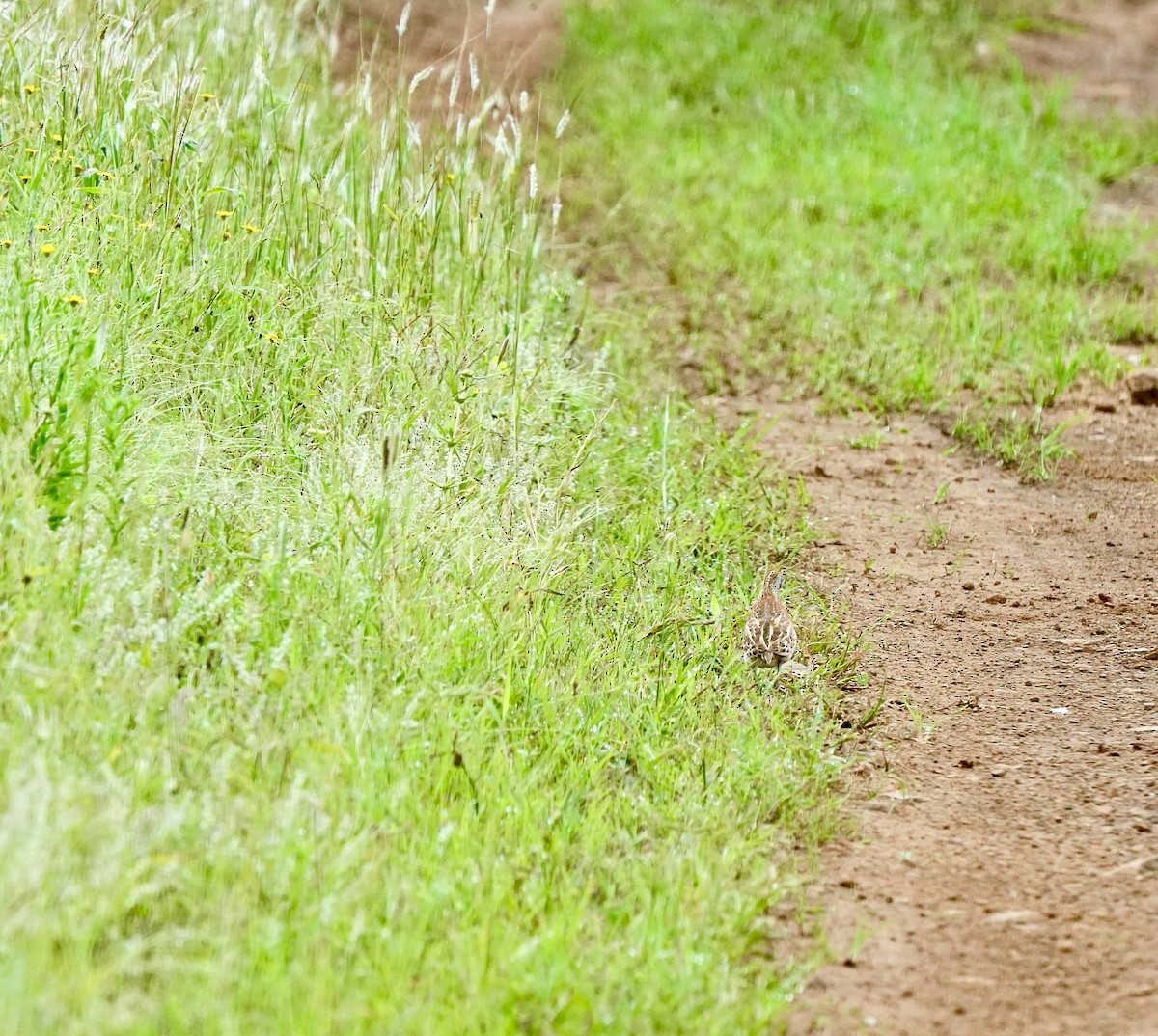 springvaktel - ML642851611