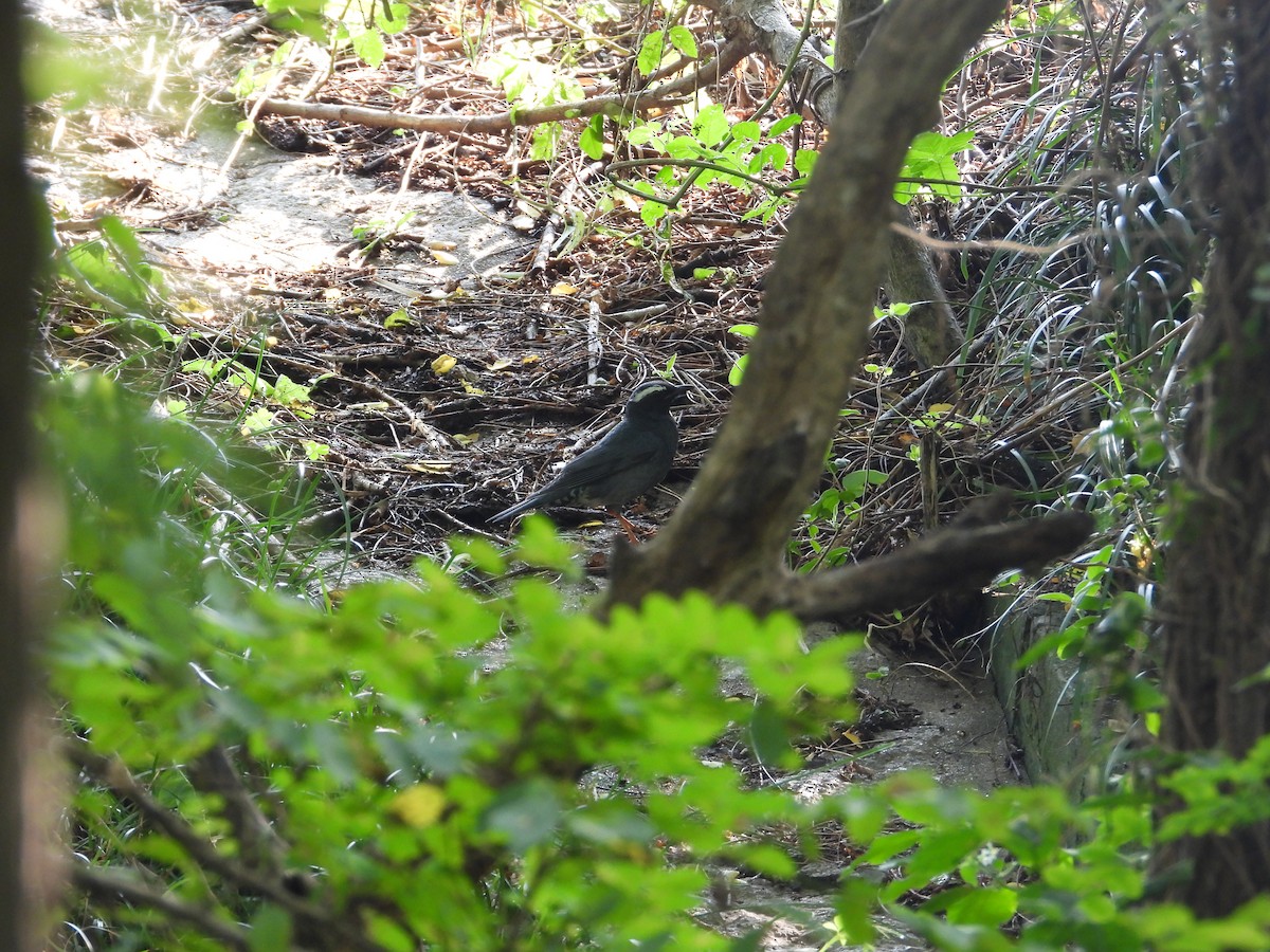 Siberian Thrush - ML642851613