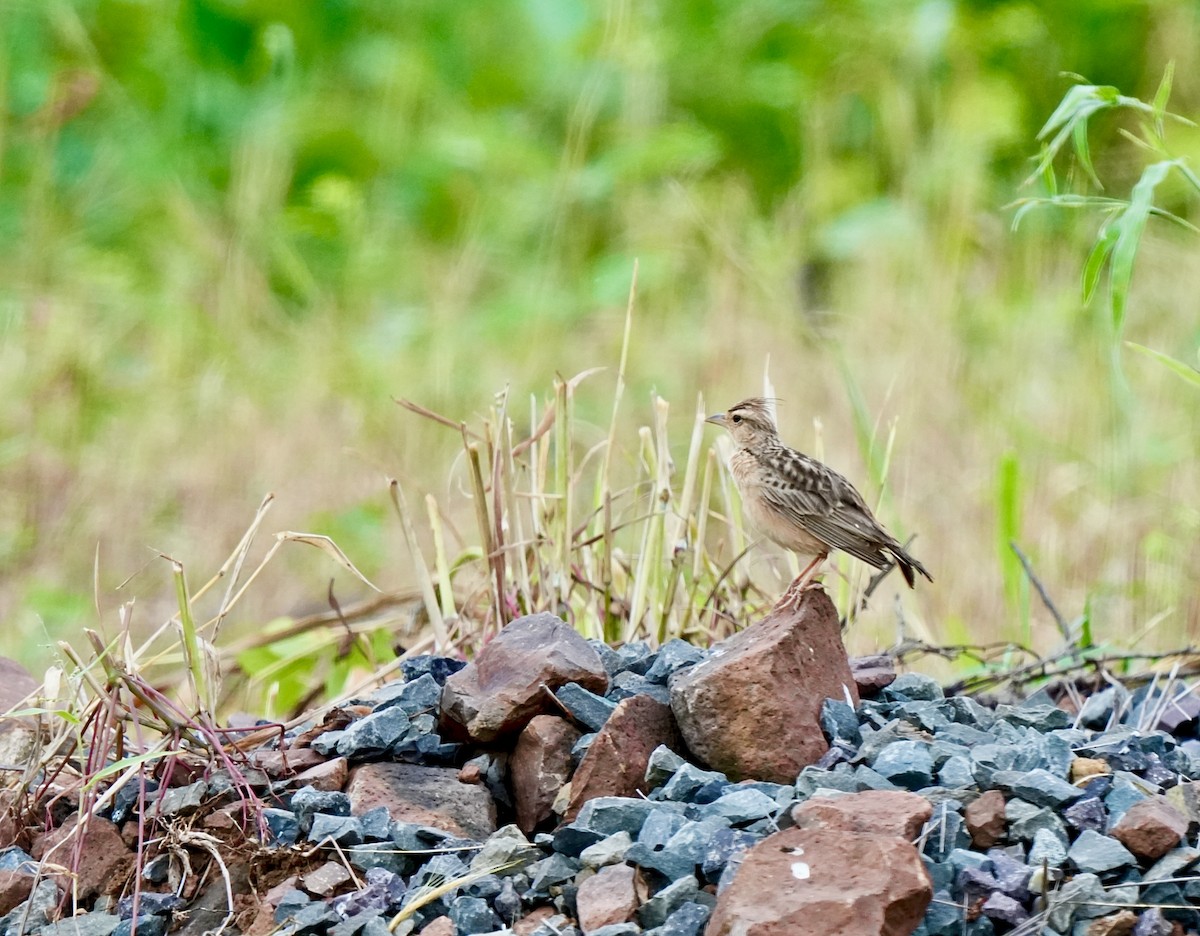 Tawny Lark - ML642851614