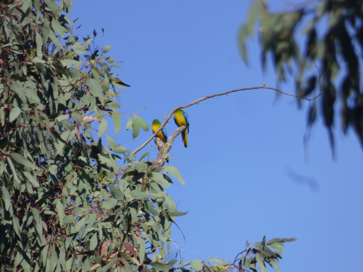 Turquoise Parrot - ML642851615