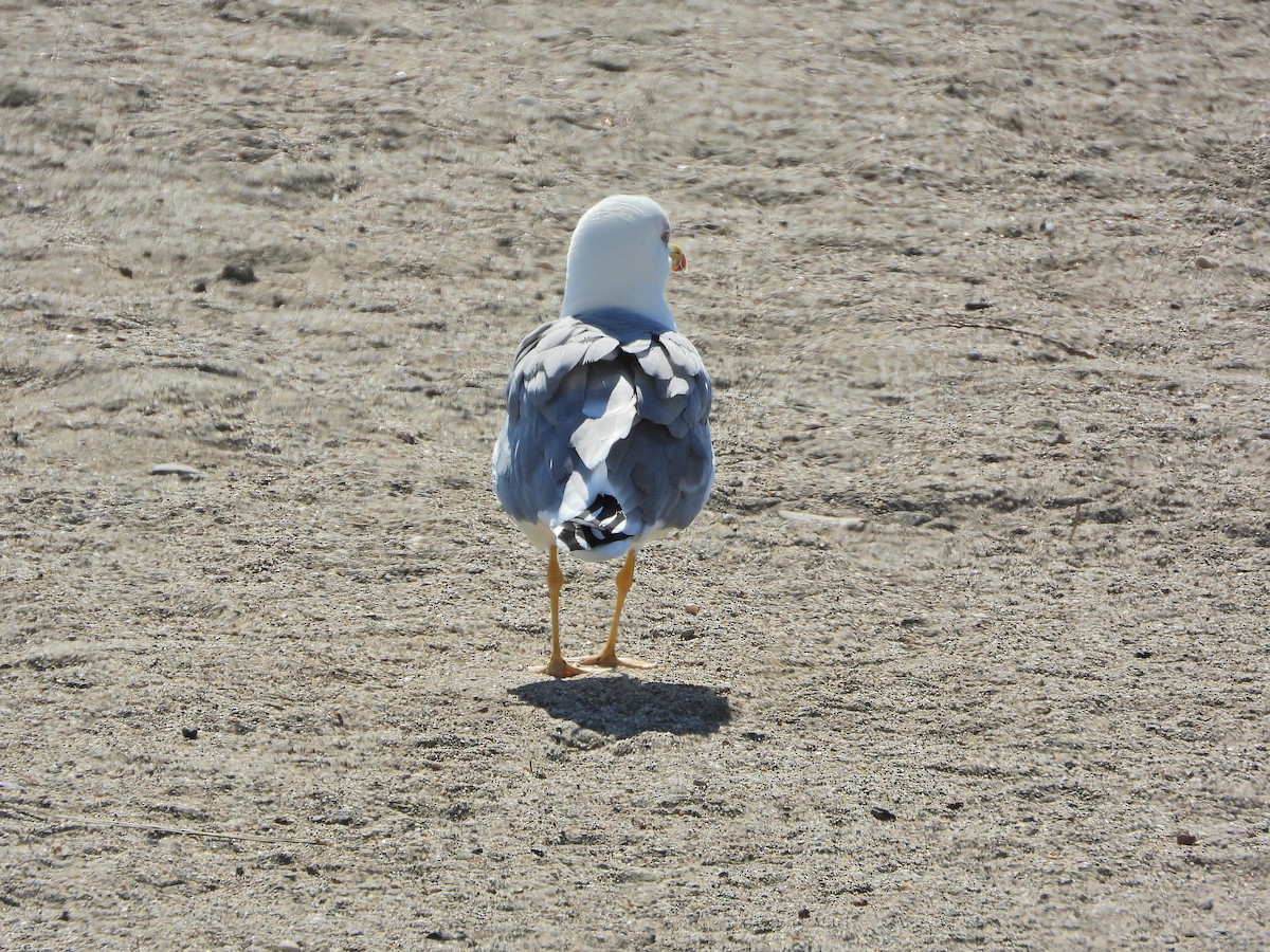 Yellow-legged Gull - ML642851616